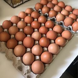 Brown Eggs 