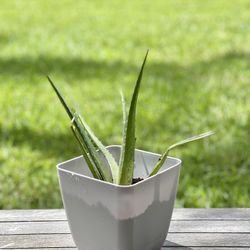 Aloe Vera “Aloe Beautiful” 
