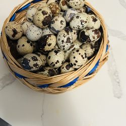 Huevos 🥚 De Godorniz Fértil 