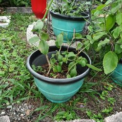 Kalanchoe Pinnata Medicinal Plant Rooted