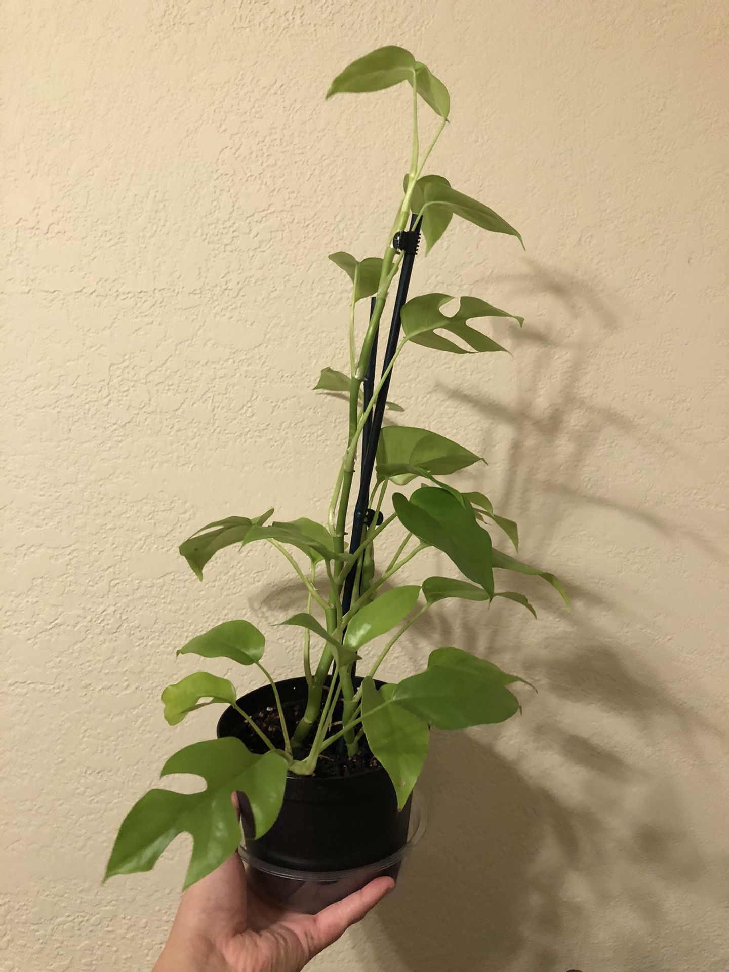 Tetrasperma Plant Mini Monstera