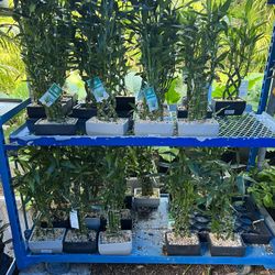 Lucky Bamboo In Ceramic Pot. SPECIAL PRICE!🤩