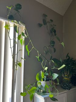 Large Pothos Plant in White Pot