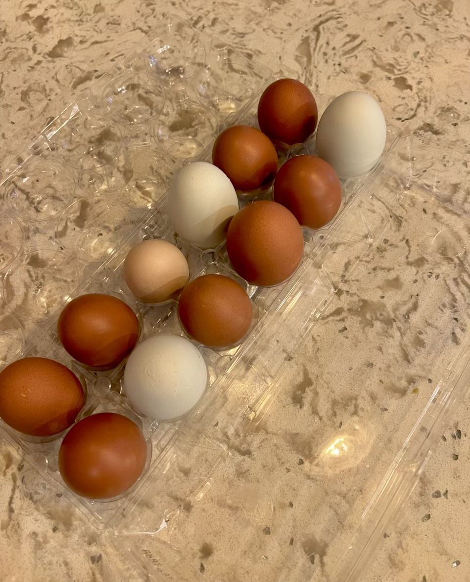 Farm Fresh Organic Chicken Eggs