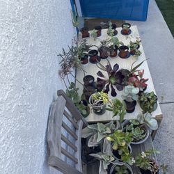 ‼️🌵🪴MOVING OUT PLANTS SALE! EVERYTHING MUST GO! 🌱🪻‼️