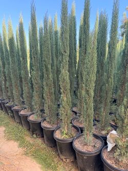 Italian cypress 7 feet tall when planted 15 gal
