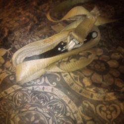 Tie Downs   Good Condition. 