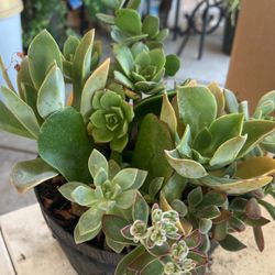 Succulents Plants