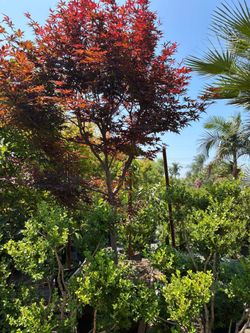 Mature Bloodgood Japanese Maple Tree