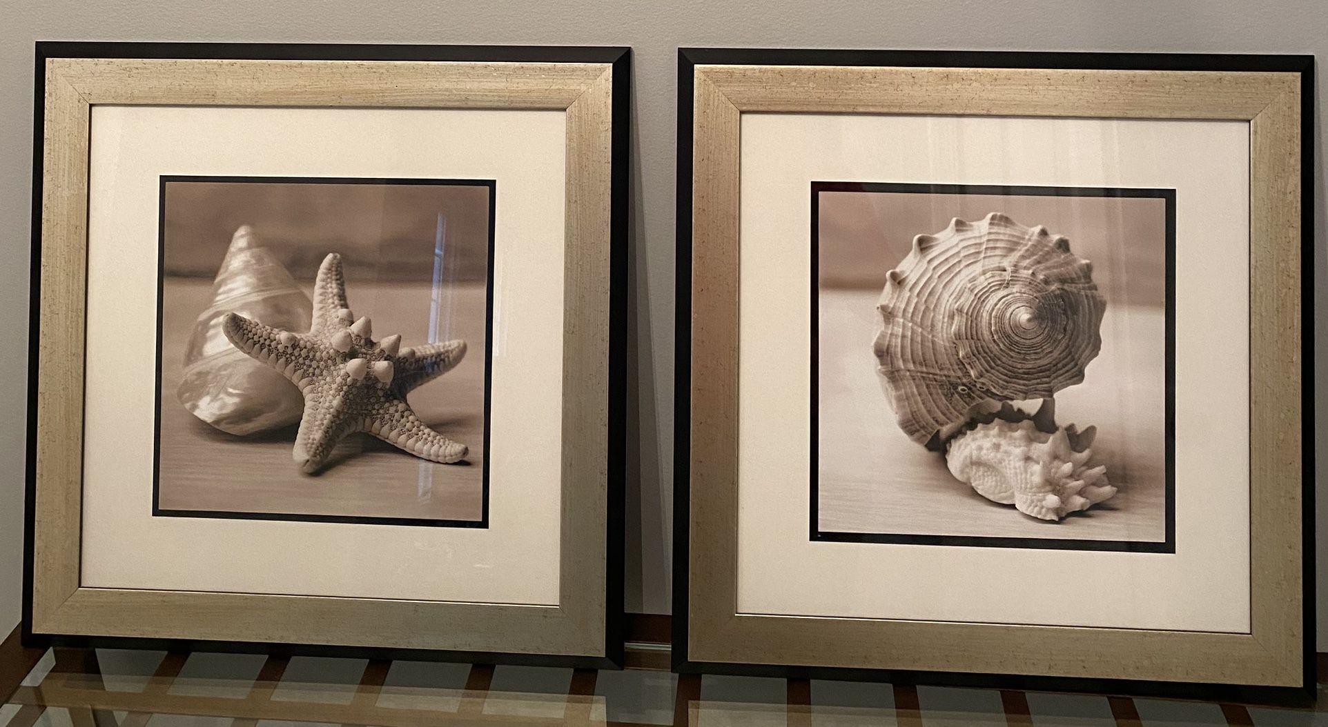 Sea Shell Pictures
