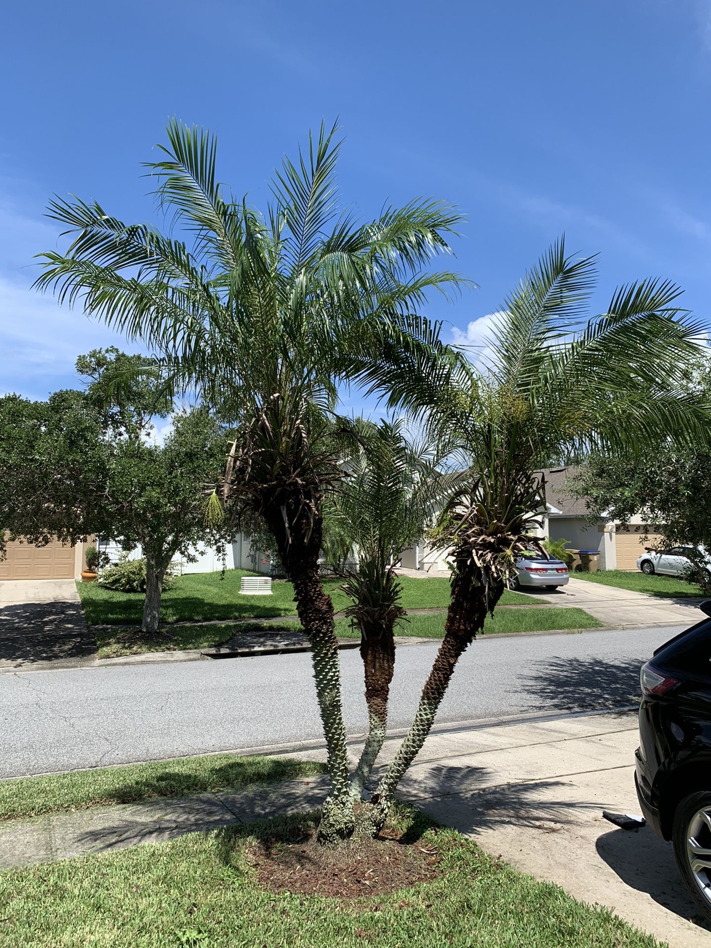 Roebelenii Pigmy Date Palm Tree