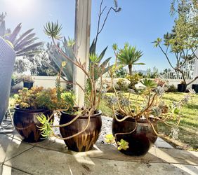 3 Large Glazed Planters – Mature Succulents Included