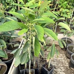 Lamb Hass on G6 Rootstock