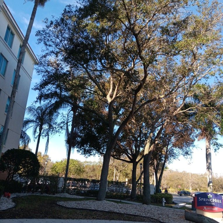 Tree Trimming