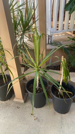 Dracaena  (Dragon Plant)