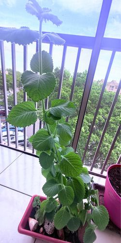 Oregano Orejon