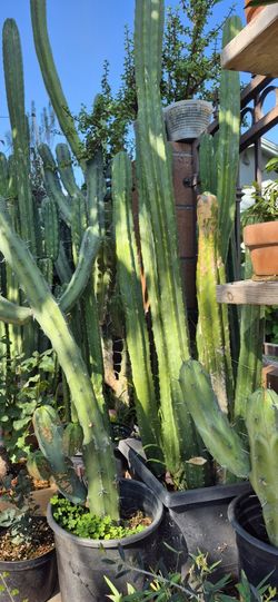 🌵 ****SALE- San Pedro & Blue Myrtle Cacti
