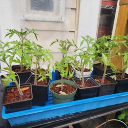 Manitoba Tomato