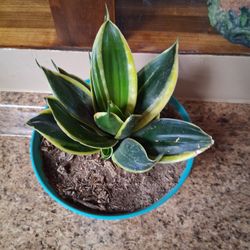 Snake Plant/ Lengua De Suegra