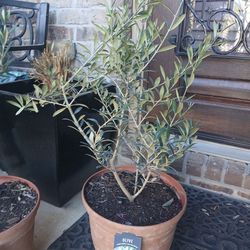 3gal Arbequina Olive Tree $20 Each
