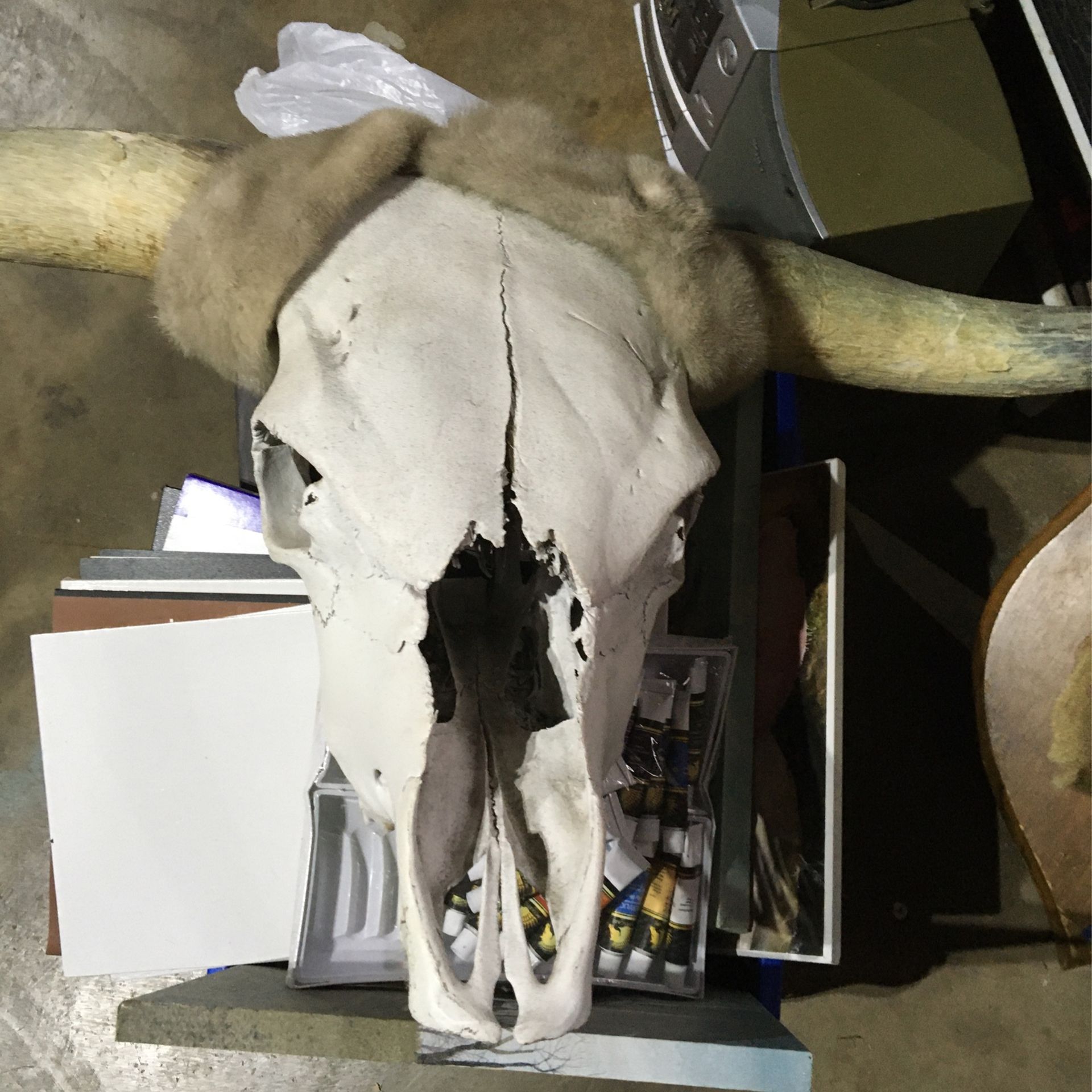 Bison Head