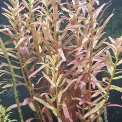 Aquatic Plant Sale Pond Plants Too