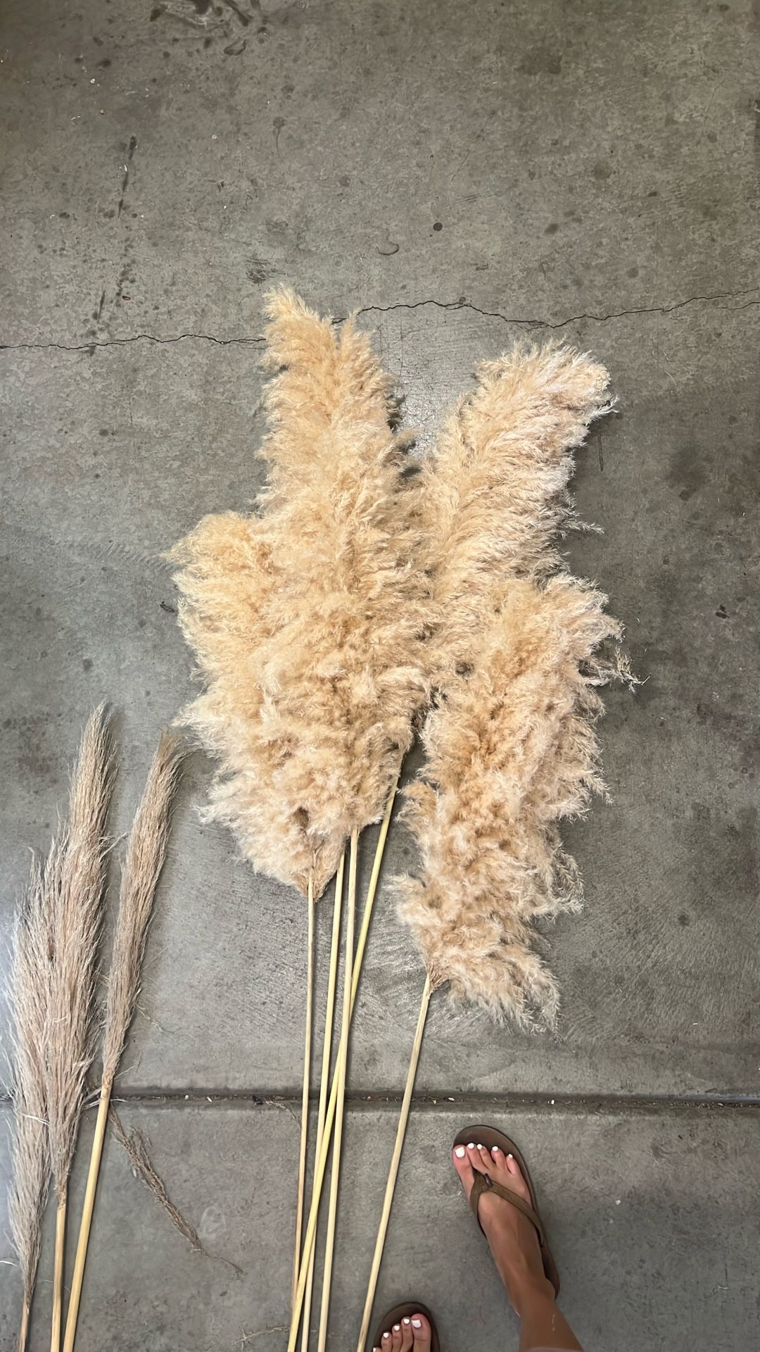 Pampas Grass For Sale 
