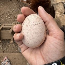 Turkey Eggs