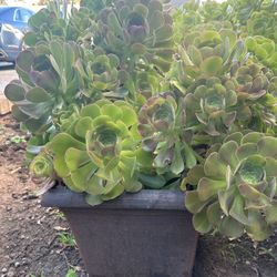 Succulent Drought Resistance Potted