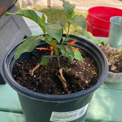 Muicle Plant