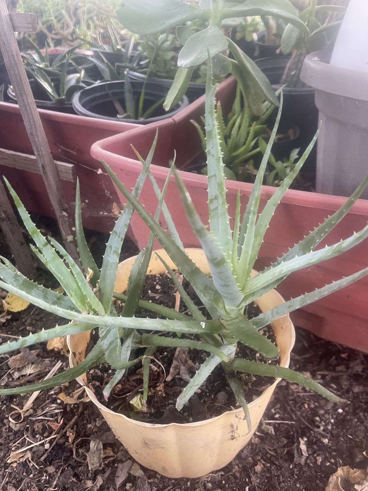 Plant Aloe Vera