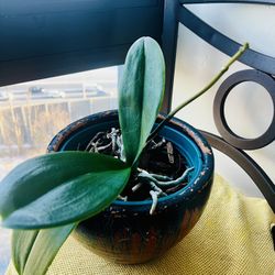  White Specialty Phalaenopsis Orchid 