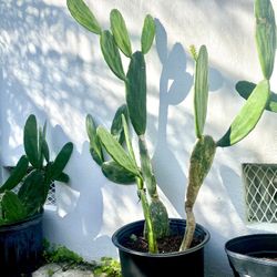 Large Prickley Pear Plant