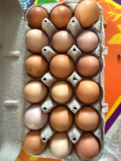 Fertile Eggs $8 a dozen