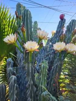 Cactus Peruvian Apple Monstrous 