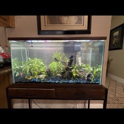 50 Gallon Aquarium Tank 