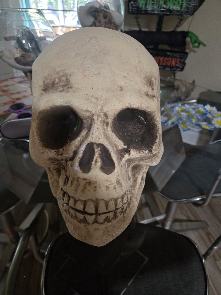 Halloween Big Skull head 11 in tall and wide