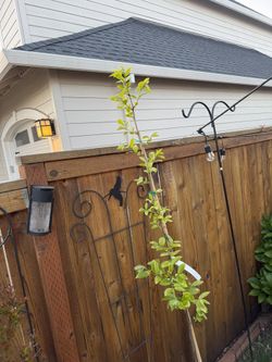 Asian Persimmon Trees 