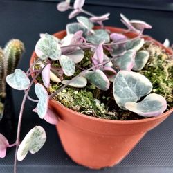 VARIEGATED STRING OF HEARTS PLUS MANY MORE♧◇SAN LORENZO SALE