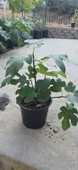 Brown Turkey Fig