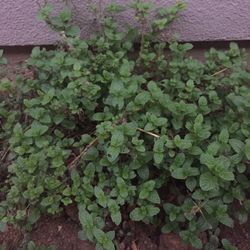 Free Mint Plants 