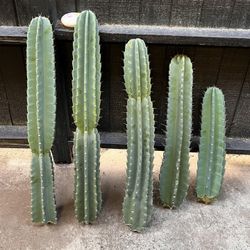 Cactus Cuttings succulents plants garden gardens Home Decorations Gardening Pots