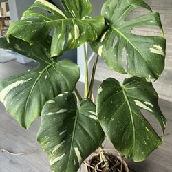 Monstera Thai Constellation house plant Indoor