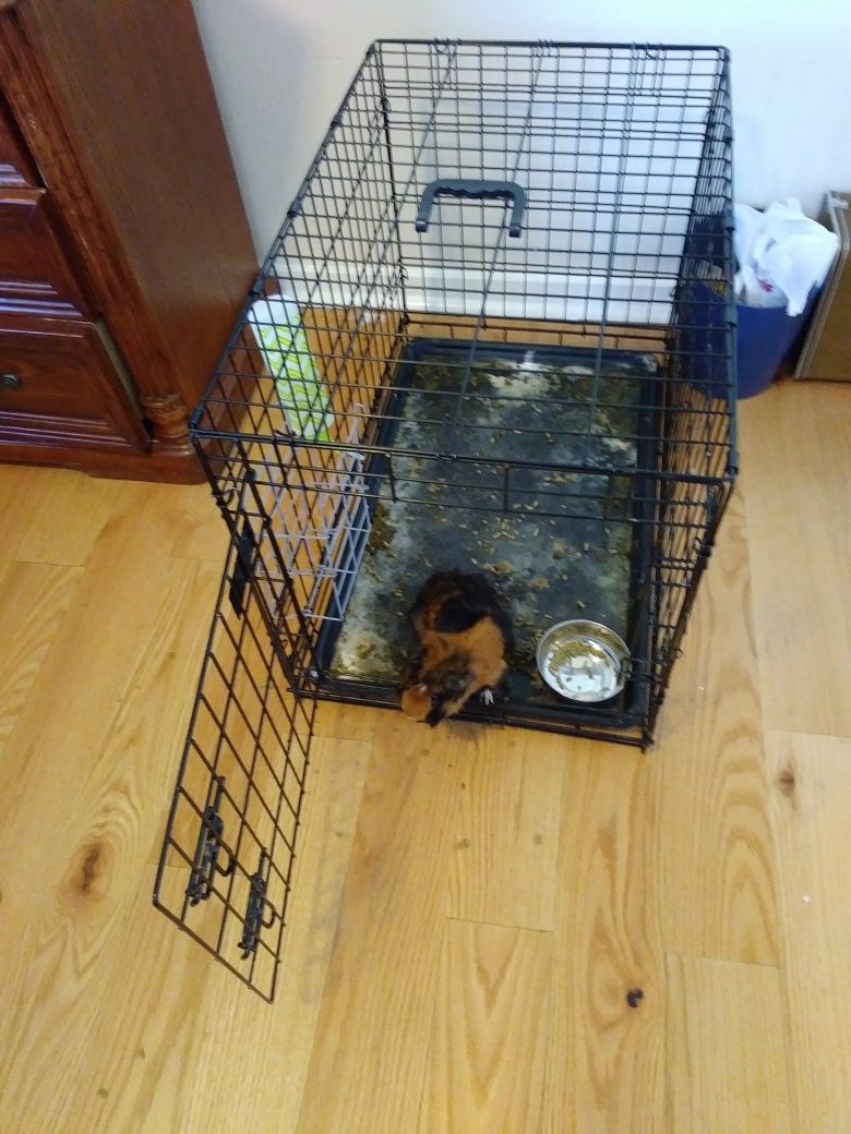 Cage for dog