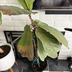 Fiddle leaf Fig Plant