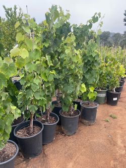Grape Vines- Blueberry Plants - Gooseberry Plants- Blackberry Plants- Strawberry Plants- Marionberry Plants- Olallieberry Plants- White Blackberry Pla