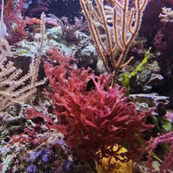 Gracilaria Hayi "Pom-Pom" -- SALTWATER PLANTS-- 