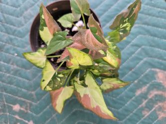 Plant for sale