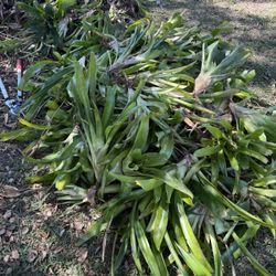 FREE BROMELIADS 