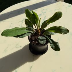 Madagascar Jewel ‘Euphorbia Leuconeura’ (Out/In Door Life Plant)